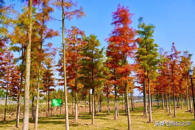 沌口三角湖公園太美啦！喊你來拍照，隨手一拍就是大片