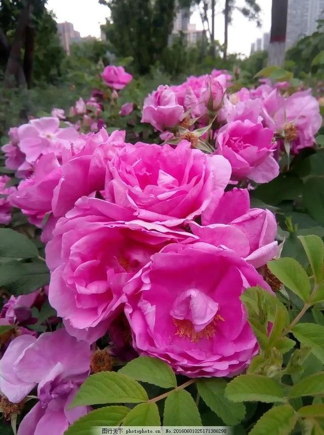 鲜花盛开，五颜六色，姹紫嫣红，一起来欣赏美景吧