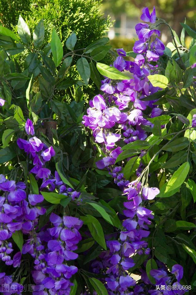 藤花前——独过静心斋