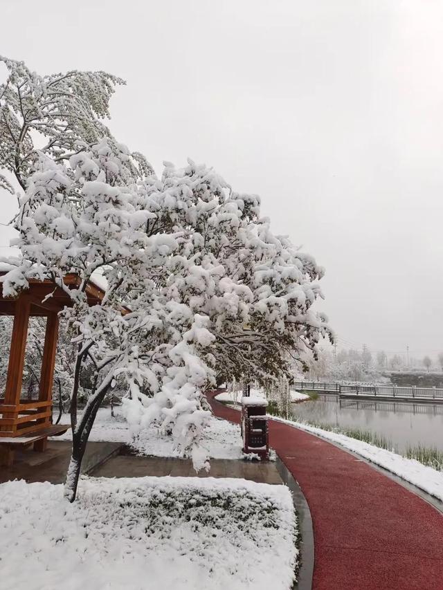 春末的青海，柳绿花红，雪花飘扬