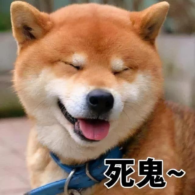 柴犬