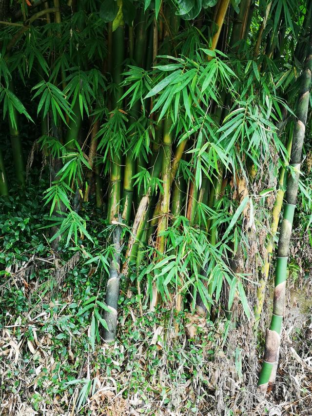 作文：餐桌前的谈话