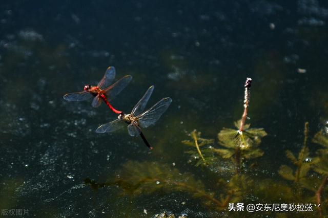 蜻蜓的习性