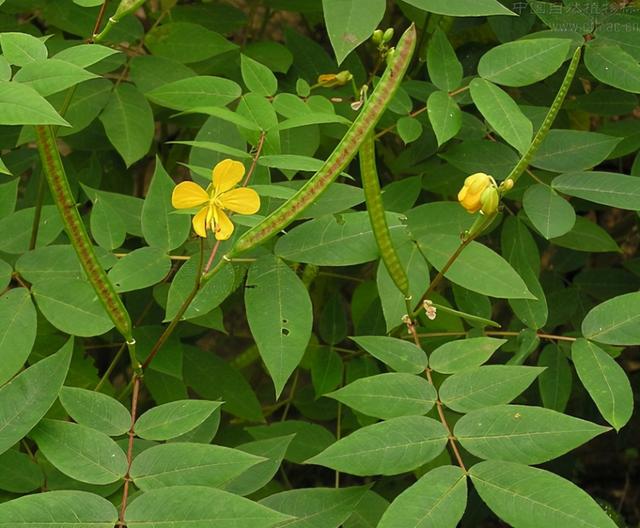 野决明 野决明  野决明种植方法 生活