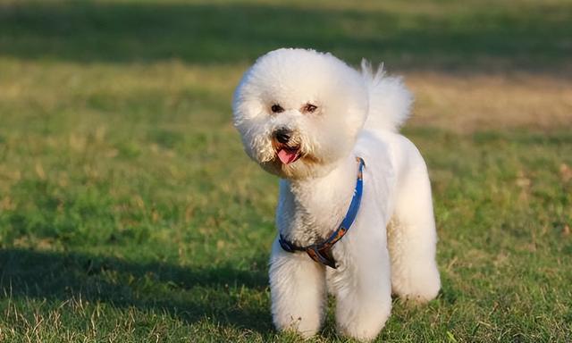 白色长毛宠物狗小型(白色长毛耳朵下垂小型犬-艾拉养犬