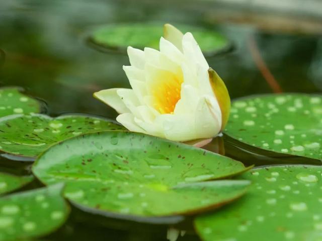 立夏将至，春夏交替期间，“牢记3吃4不做”，随节气变化顺利入夏