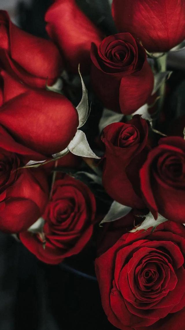 折得 红玫瑰花 一朵凭君簪向凤凰钗高清无水印壁纸 新闻时间