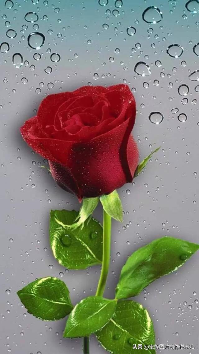 红玫瑰花图片