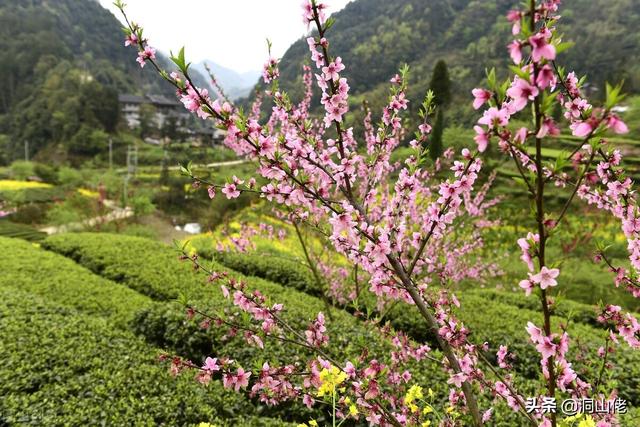 农村俗语:“清明当天三不做，子孙后代有福报”，说的是哪3件事？