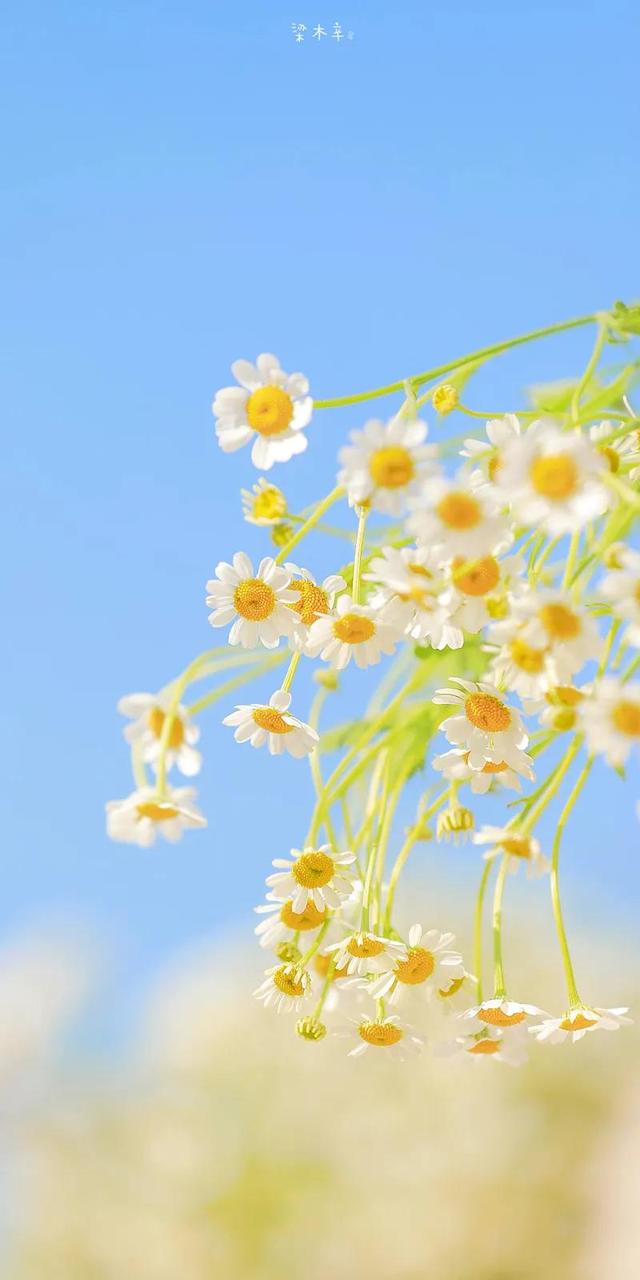 春天没有方向，春天只顾开花
