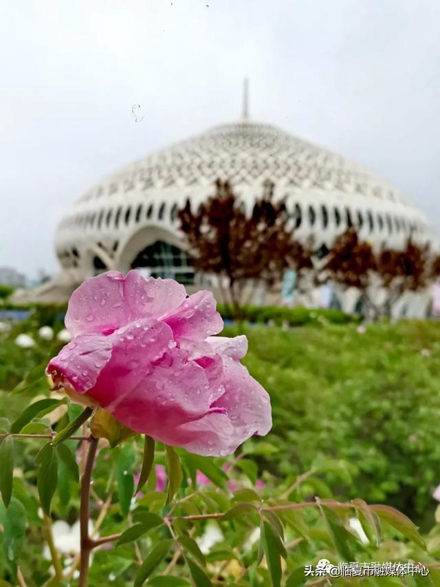 雨后河州牡丹 水珠欲滴 太美了