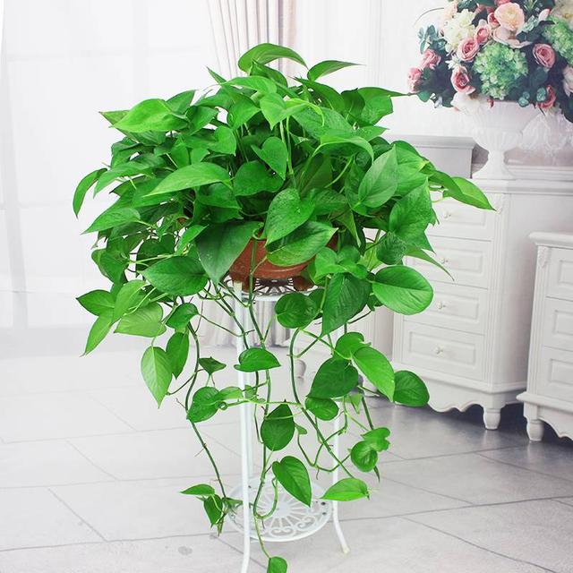 花应该摆在客厅哪里(客厅摆花的位置)