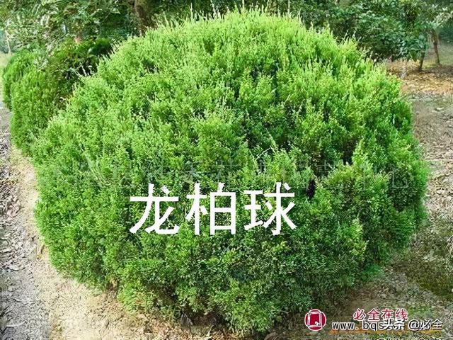 花灌木 花灌木（花灌木有哪些树种） 生活