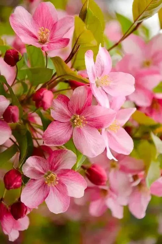 花的世界，芬芳美丽；醉了眼眸，美了心情