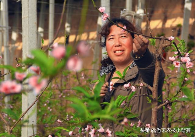 桃树适量留花留果才能多结优质大果，桃树如何疏花疏果才合理？3