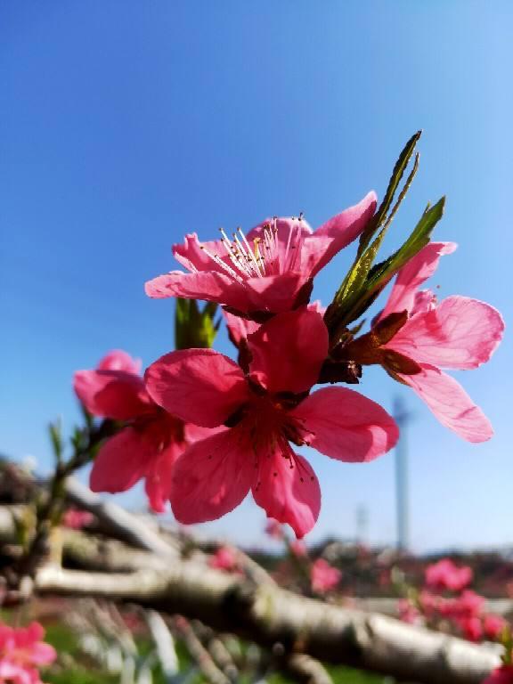 春天的花 春天的花（春天的花教案） 生活