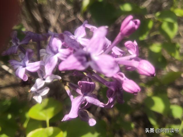 千千结里，暮春意徜徉，紫气更芬芳，丁香粉黛满城香