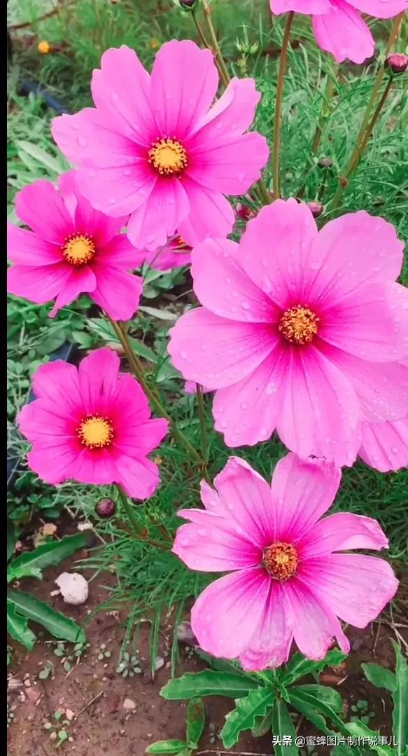岁月，就是一场花开，花开时鲜艳夺目，芬芳浓郁，蝴蝶也随之而来