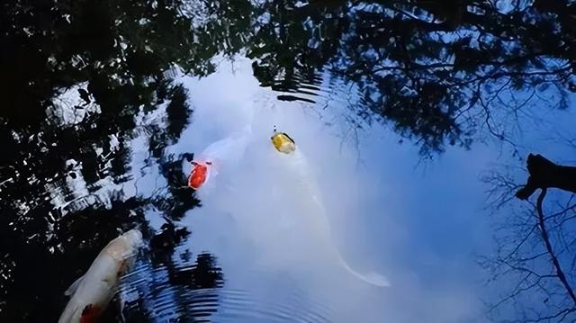 懂院子的人，一定懂生活