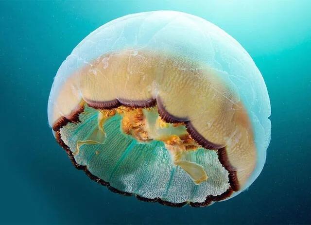 水母图片