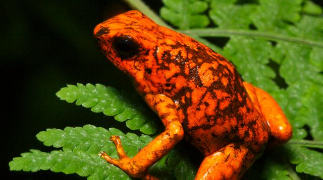 七个原初恶魔实力排名是怎样的,七个原初恶魔战斗力排行