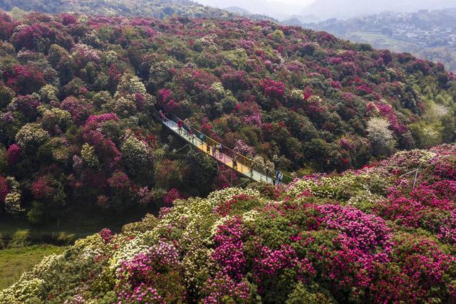 贵州赏花绝佳 地 杜鹃花绽放延百里 景色如画适合春季踏青 新闻红