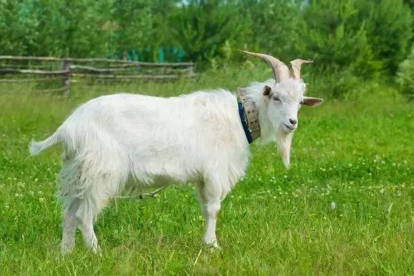 属羊今日运势十二星座网(属羊今日运势穿衣颜色)-锐牛沃德讯息网