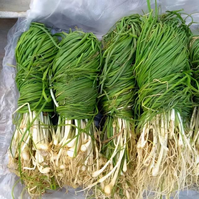 春天里的这个“野蒜”，最适合心血管不好的人吃