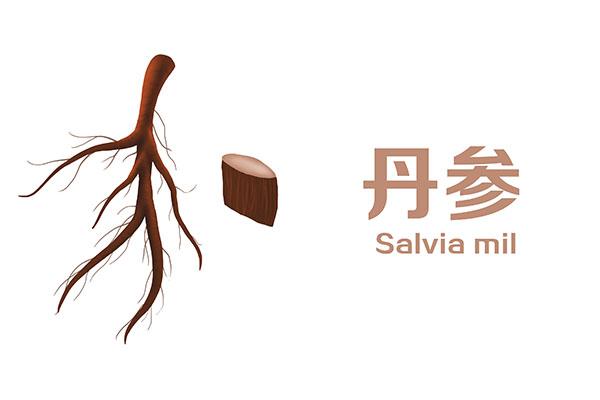 丹参和三七都能通血管，哪个会更好？能不能长期食用？