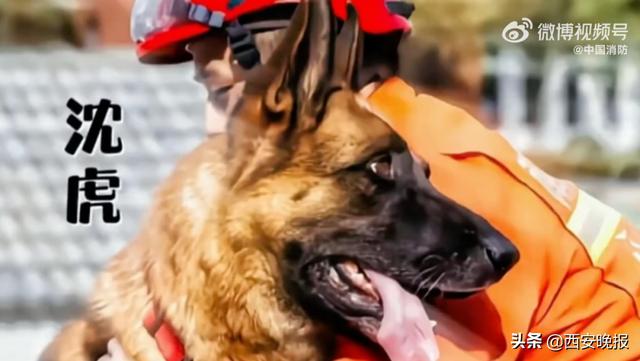 再见小英雄！67只汶川地震搜救犬已全部离世