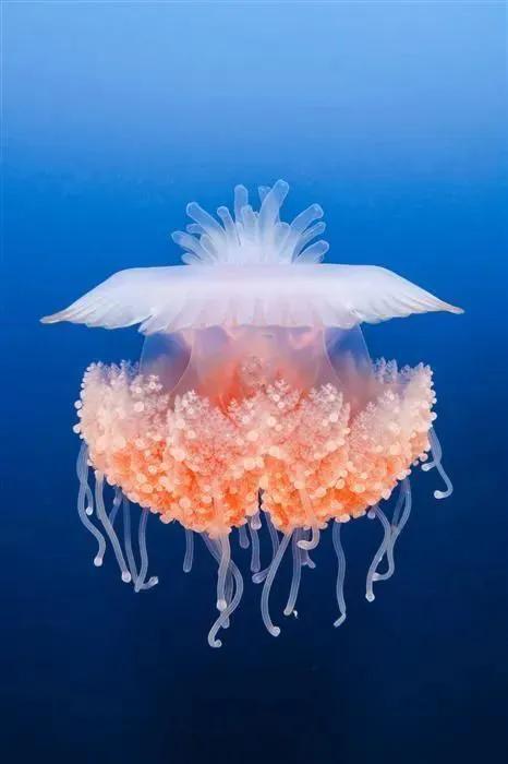 海洋生物图片