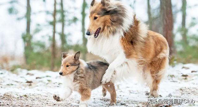 苏格兰牧羊犬价格