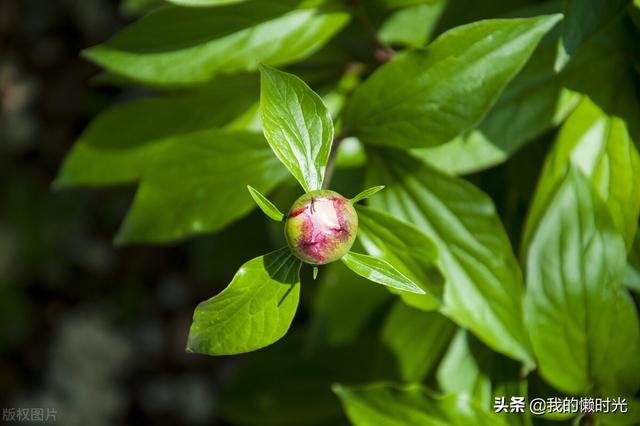 受到君君的冷落，我独自来到花园，看百花百态，幡然醒悟