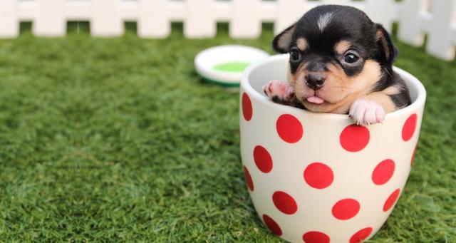 茶杯贵宾犬价格