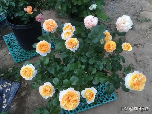 月季花栽培