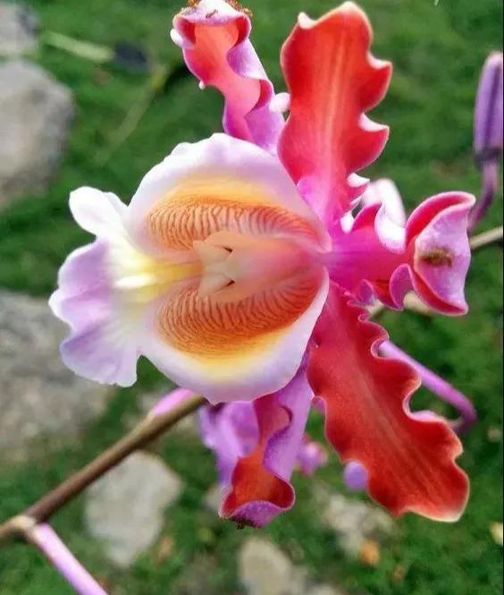 花的世界，芬芳美丽；醉了眼眸，美了心情