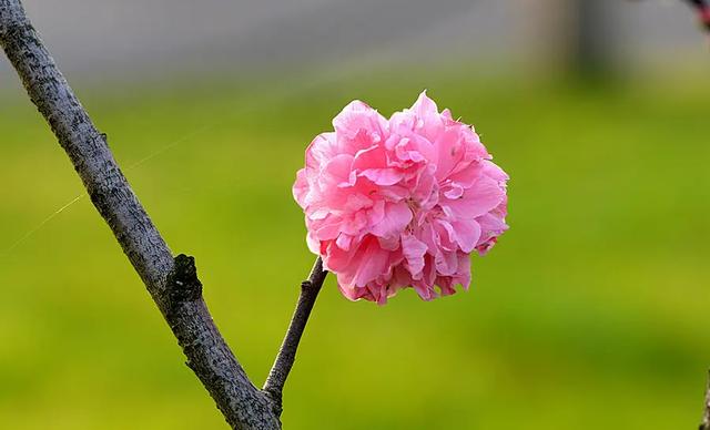 惊艳，十面桃花让你醉