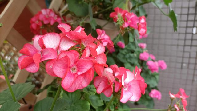 随笔：小院时光