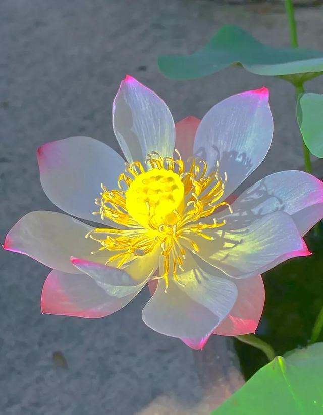 花是蓬勃的期许，是生命的礼遇，是春天的信使