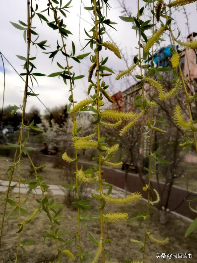 漫步河畔，垂柳蹁跹，一抹新绿入眼帘，真养眼