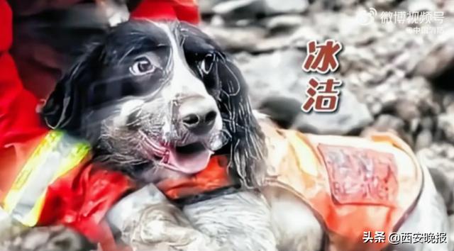 再见小英雄！67只汶川地震搜救犬已全部离世