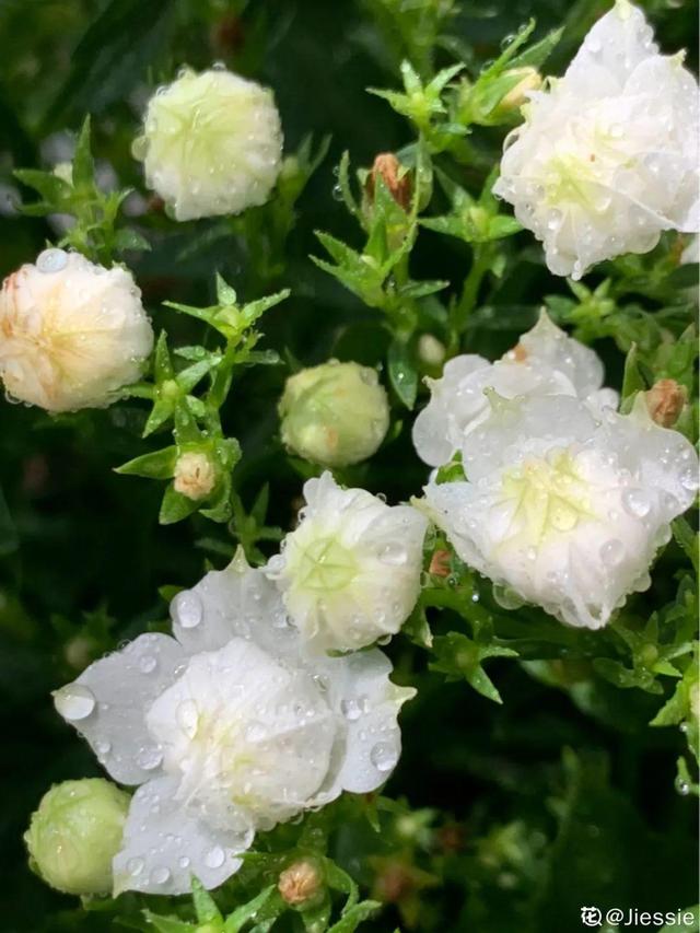 风铃花 风铃花（风铃花的花语是什么） 生活