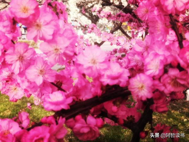 春深景更浓，人间重晚情，繁华依旧笑东风