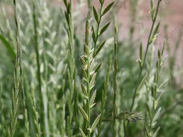 河南省农科院植保专家教你防治小麦田多花黑麦草2