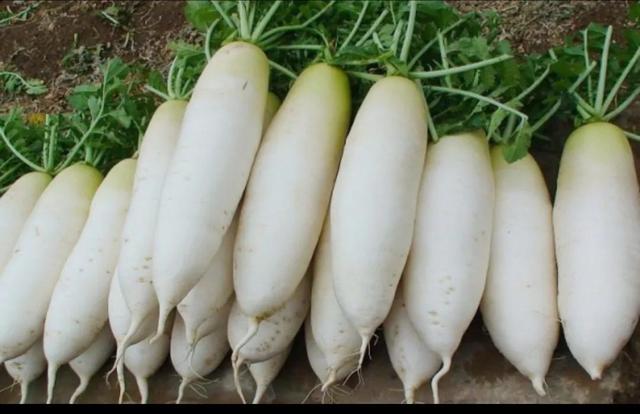 人参是个好东西，怎么吃是个技术活