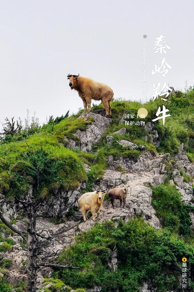 五指山破碎制砂机厂家