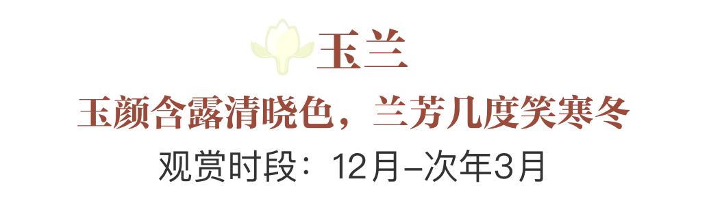 誰說春天才有花看？這份中國冬日賞花指南請查收