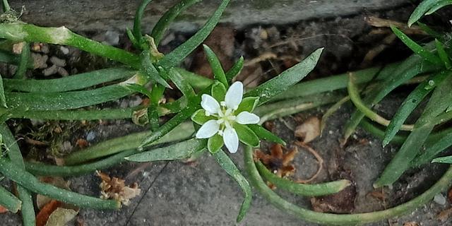 我有花香，但没树高，我是一棵无人注意的小草