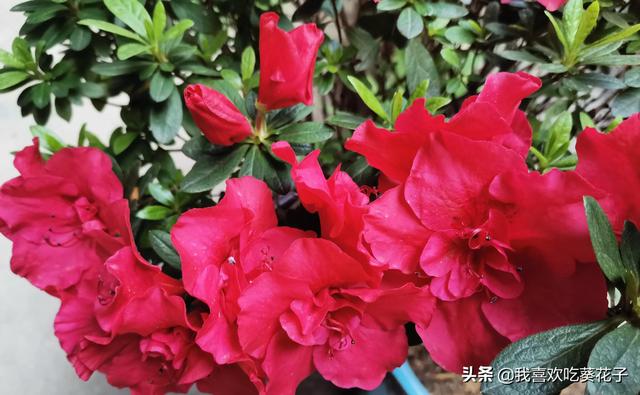 只为杜鹃来开花