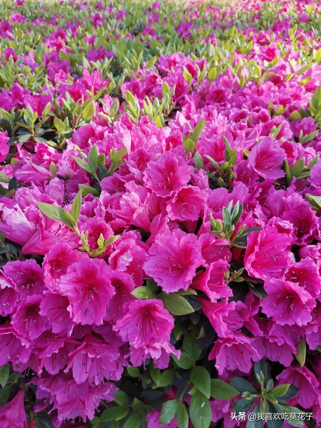 只为杜鹃来开花